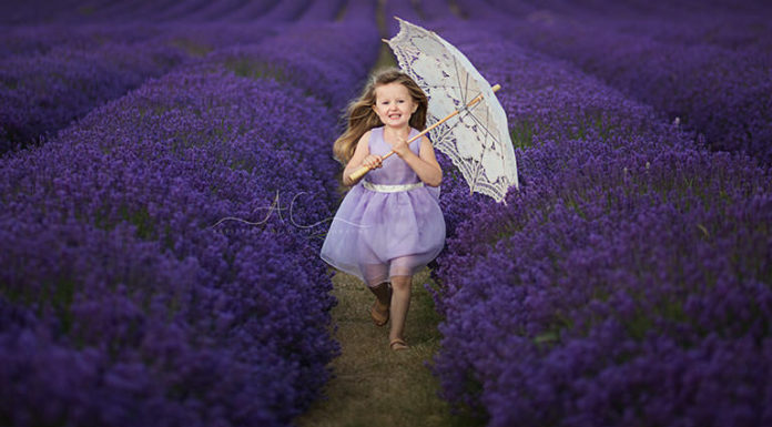 Where can you visit lavender fields? Where can you visit lavender fields?