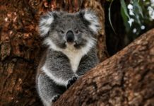 Where do surfers live in Australia? Where do surfers live in Australia?