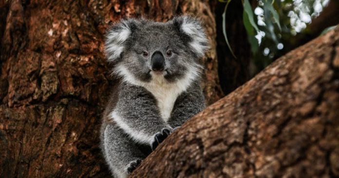 Where do surfers live in Australia?