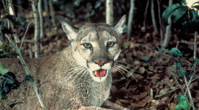 Where do the Japanese get their fish? Where do the Japanese get their fish?