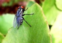 Where do you fly into for The Hague? Where do you fly into for The Hague?