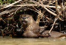 Where in Colorado do beavers live? Where in Colorado do beavers live?
