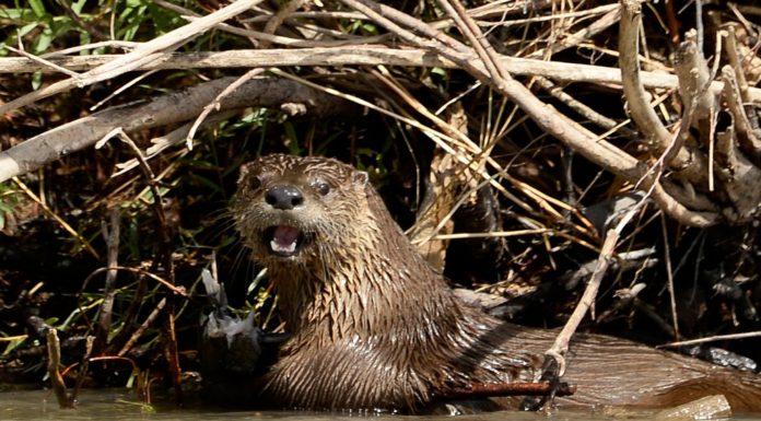 Where in Colorado do beavers live? Where in Colorado do beavers live?