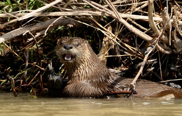 Where in Colorado do beavers live?