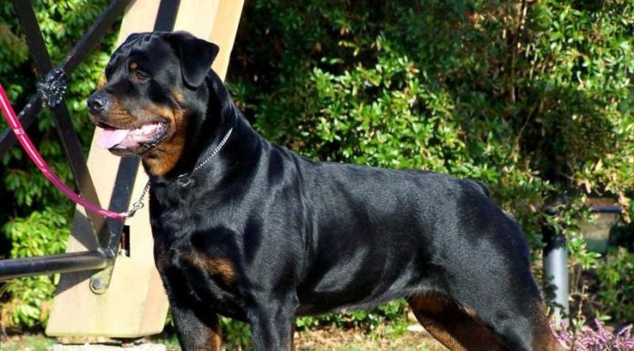 Where is best lobster from? Where is best lobster from?