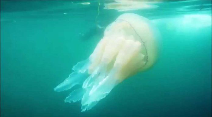 Where is the biggest Zara UK? Where is the biggest Zara UK?