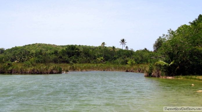 Where is the glowing water in Puerto Rico? Where is the glowing water in Puerto Rico?