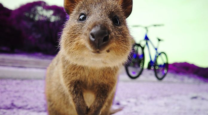 Where should I not live in Auckland? Where should I not live in Auckland?