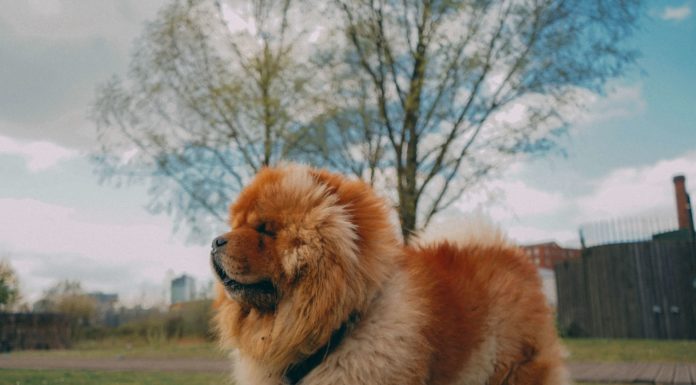 Which color teddy bear is best? Which color teddy bear is best?