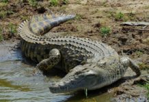 Which is bigger Nile crocodile vs saltwater crocodile? Which is bigger Nile crocodile vs saltwater crocodile?