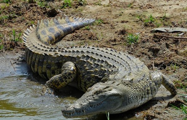Which is bigger Nile crocodile vs saltwater crocodile? Which is bigger Nile crocodile vs saltwater crocodile?