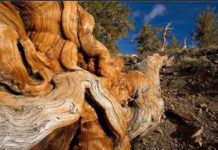 Which is oldest religion in world? Which is oldest religion in world?