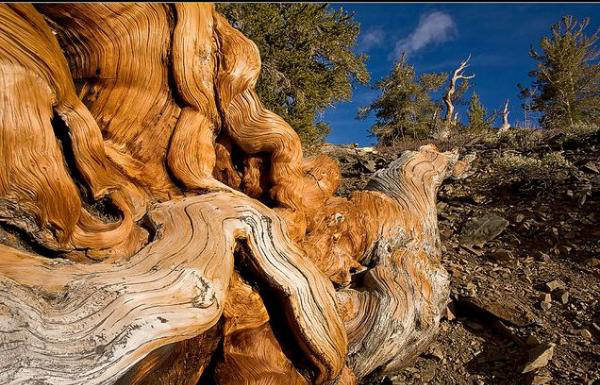 Which is oldest religion in world? Which is oldest religion in world?