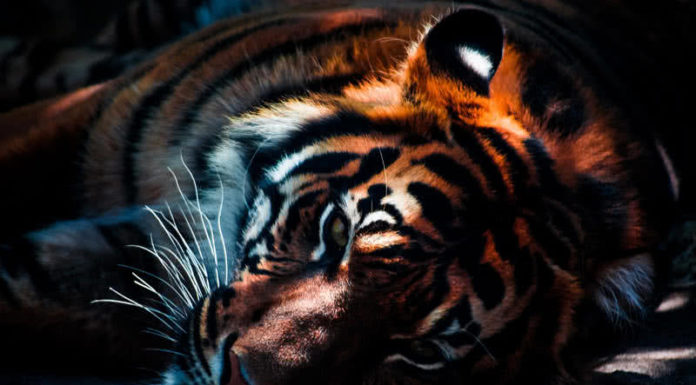 Which is stronger tiger or cheetah? Which is stronger tiger or cheetah?