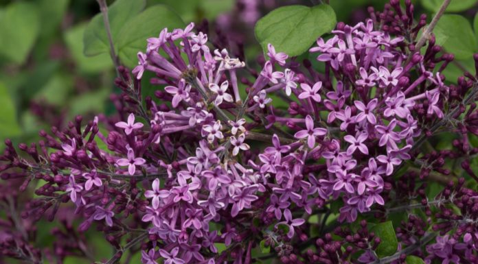 Which perfume is best in low price? Which perfume is best in low price?