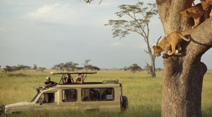 Which safari is better Kenya or Tanzania? Which safari is better Kenya or Tanzania?