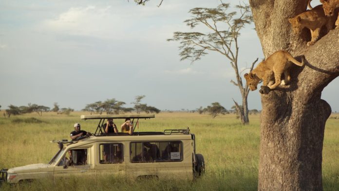 Which safari is better Kenya or Tanzania?