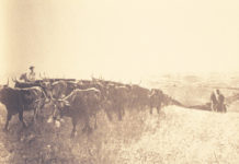 Who drove the cattle on the Chisholm Trail? Who drove the cattle on the Chisholm Trail?