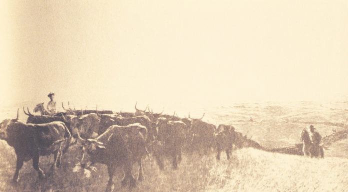 Who drove the cattle on the Chisholm Trail? Who drove the cattle on the Chisholm Trail?