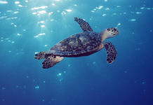 Who is responsible for protecting sea turtles? Who is responsible for protecting sea turtles?
