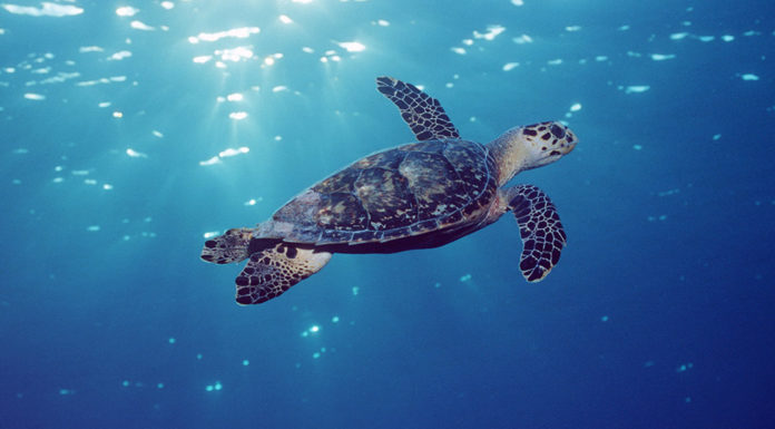 Who is responsible for protecting sea turtles? Who is responsible for protecting sea turtles?