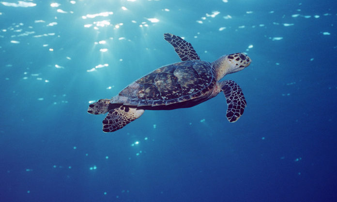 Who is responsible for protecting sea turtles?
