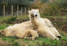 Who owns Bear Scotland? Who owns Bear Scotland?