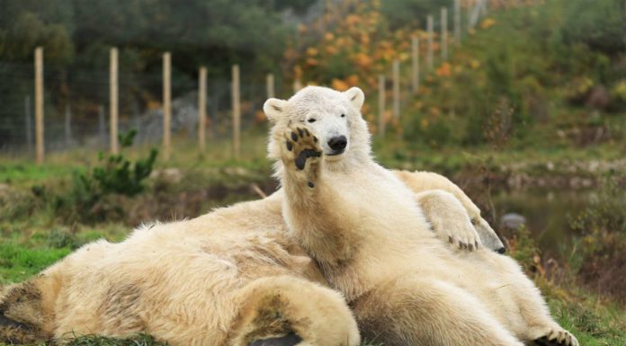 Who owns Bear Scotland? Who owns Bear Scotland?