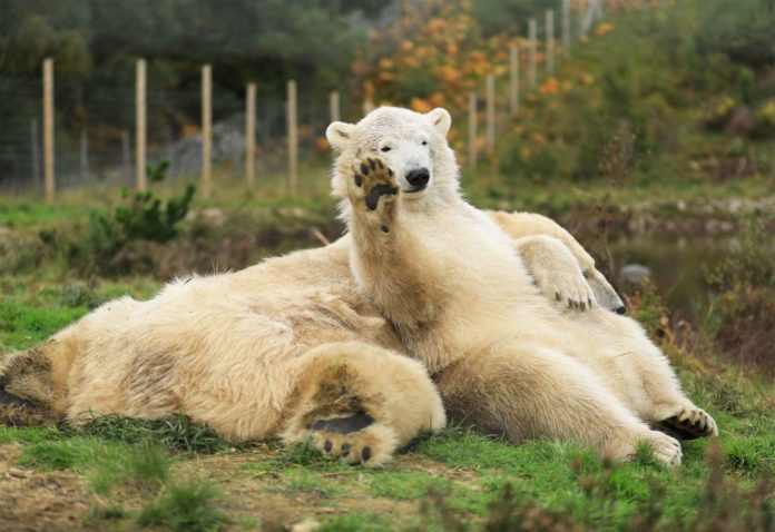 Who owns Bear Scotland?