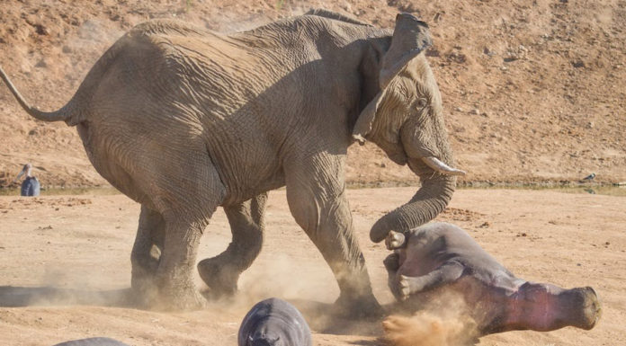 Who would win a rhino or elephant? Who would win a rhino or elephant?