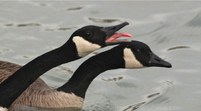 Why Canada Goose is so expensive? Why Canada Goose is so expensive?