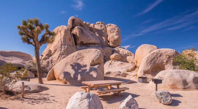 Why are Joshua trees so special? Why are Joshua trees so special?