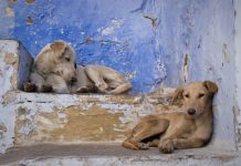 Why are there so many stray dogs in Thailand? Why are there so many stray dogs in Thailand?