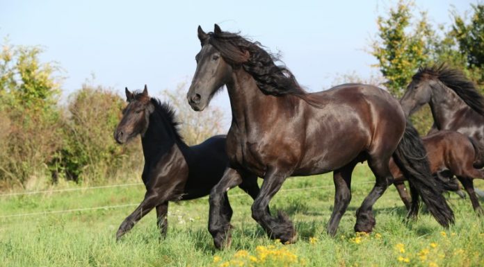 Why are they called Saxons? Why are they called Saxons?