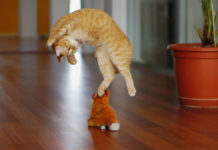 Why do cats have 9 lives? Why do cats have 9 lives?