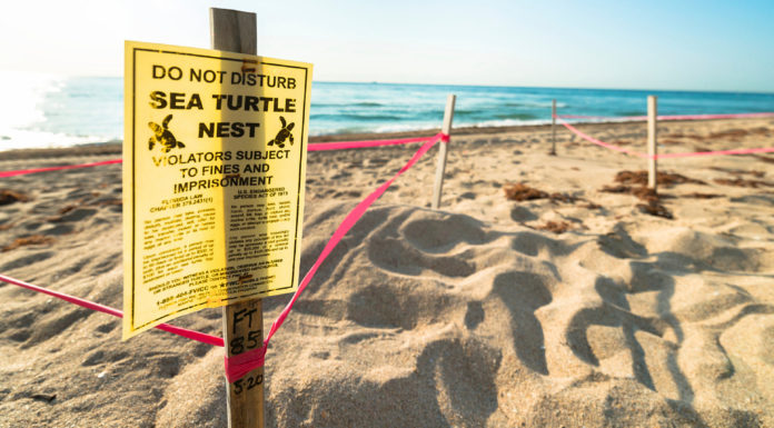 Why do we conserve sea turtles? Why do we conserve sea turtles?
