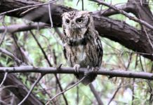 Why is OVO an owl? Why is OVO an owl?