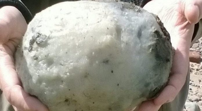 Why is Venice Beach so dirty? Why is Venice Beach so dirty?