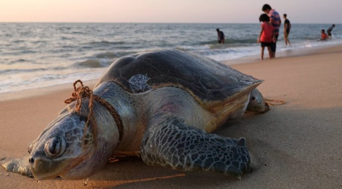 Why is there so much garbage in Cairo? Why is there so much garbage in Cairo?