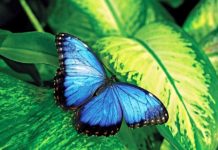 Will AirAsia fly again? Will AirAsia fly again?