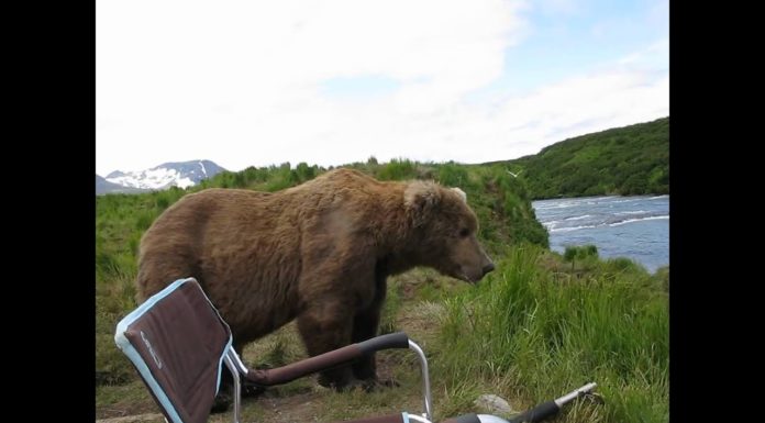 Would a polar bear beat a grizzly bear? Would a polar bear beat a grizzly bear?