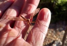 ¿Cómo se llama el puerto de Bariloche? ¿Cómo se llama el puerto de Bariloche?