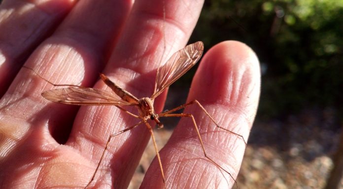¿Cómo se llama el puerto de Bariloche? ¿Cómo se llama el puerto de Bariloche?