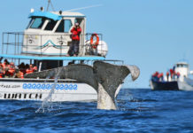¿Cuánto cuesta la excursión a Puerto Blest? ¿Cuánto cuesta la excursión a Puerto Blest?