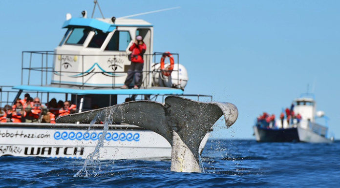 ¿Cuánto cuesta la excursión a Puerto Blest? ¿Cuánto cuesta la excursión a Puerto Blest?