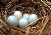 ¿Por qué se llama Pozo Azul? ¿Por qué se llama Pozo Azul?