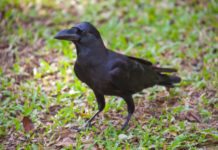 ¿Qué características tiene la Quebrada de los Cuervos? ¿Qué características tiene la Quebrada de los Cuervos?