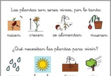 ¿Qué significa tierra de las Frutas y de las Flores? ¿Qué significa tierra de las Frutas y de las Flores?