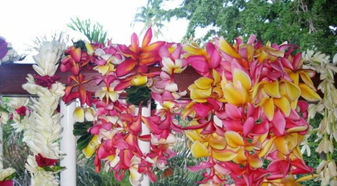 Quelle Est La Monnaie À Tahiti?