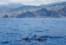 Quelle Est La Meilleure Période Pour Aller À Madère?